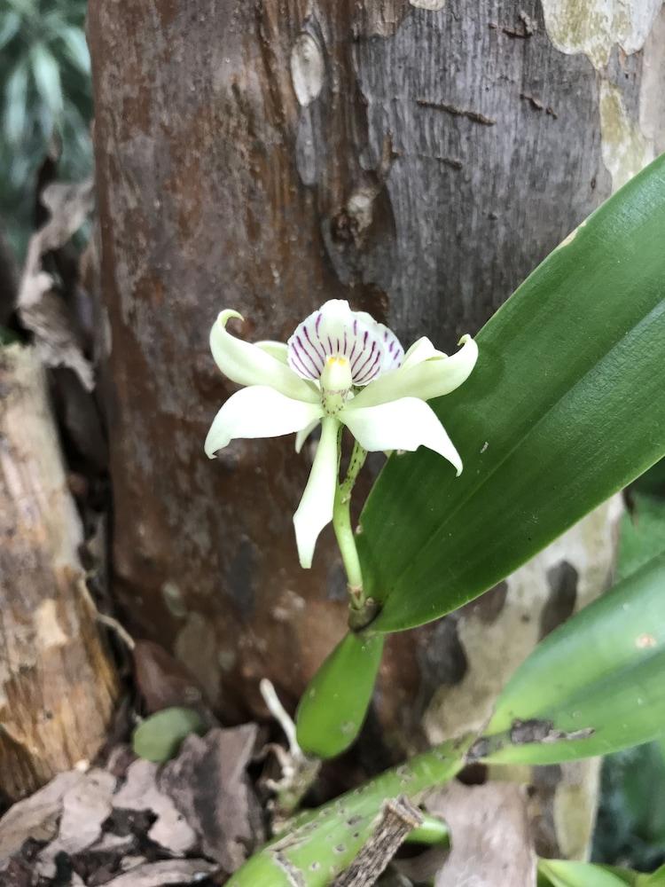Kekoldi Garden San Jose