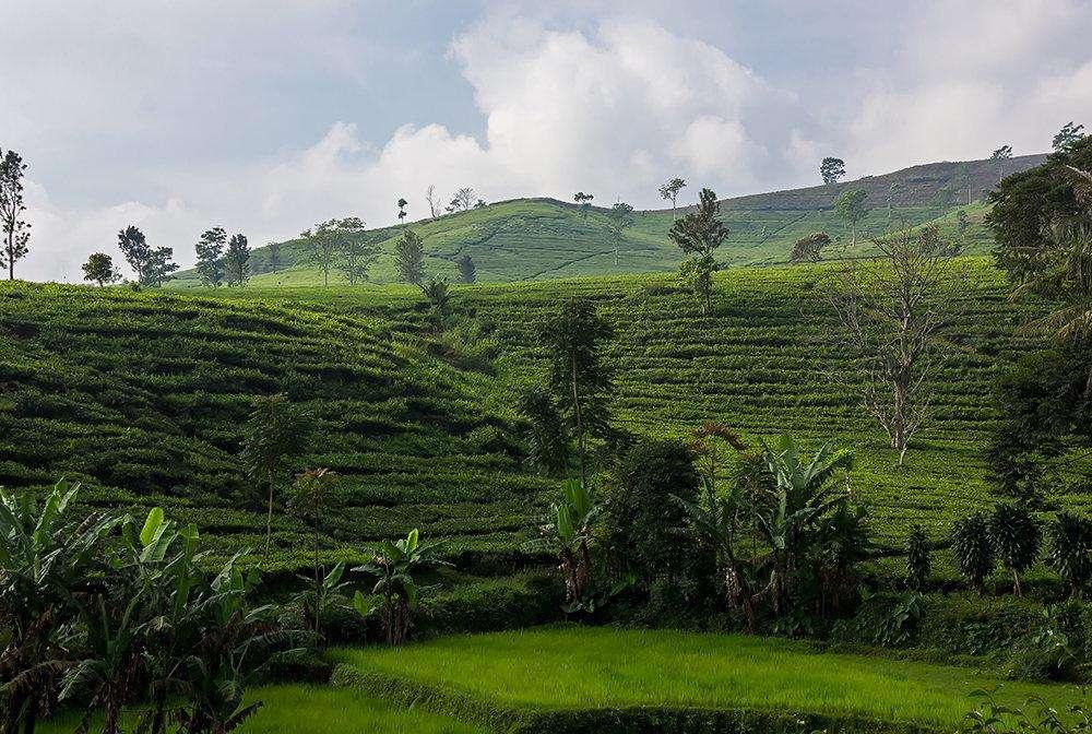 Tea Garden Resort