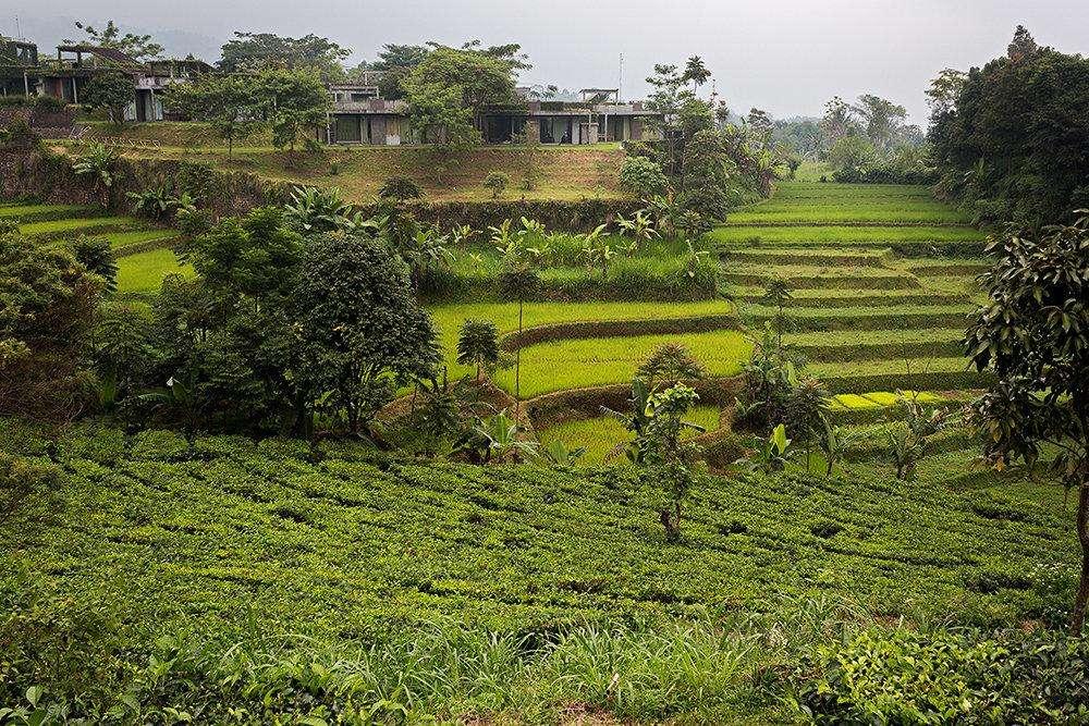 Tea Garden Resort