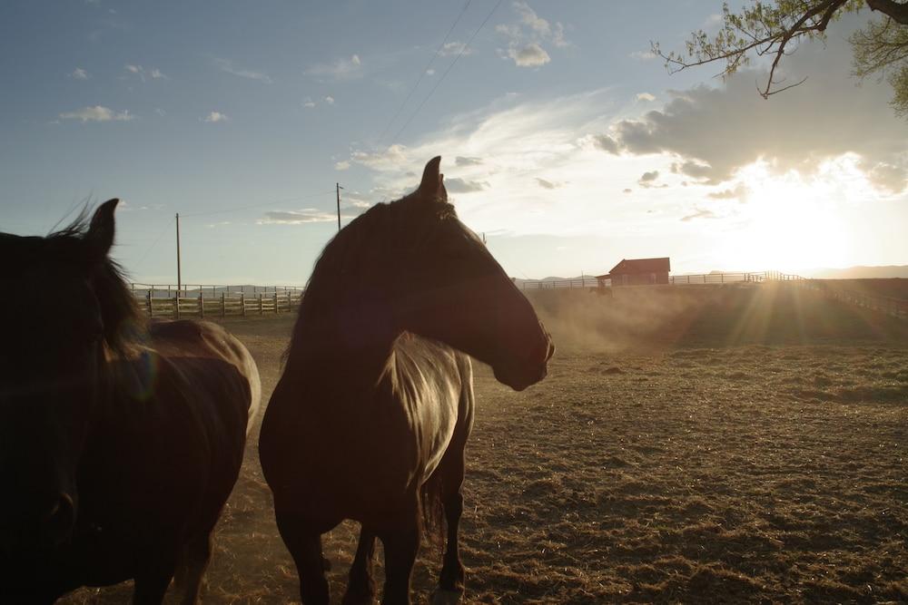 TA Guest Ranch