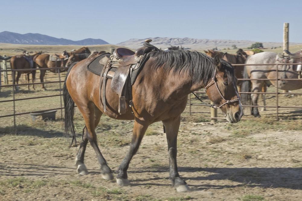 TA Guest Ranch