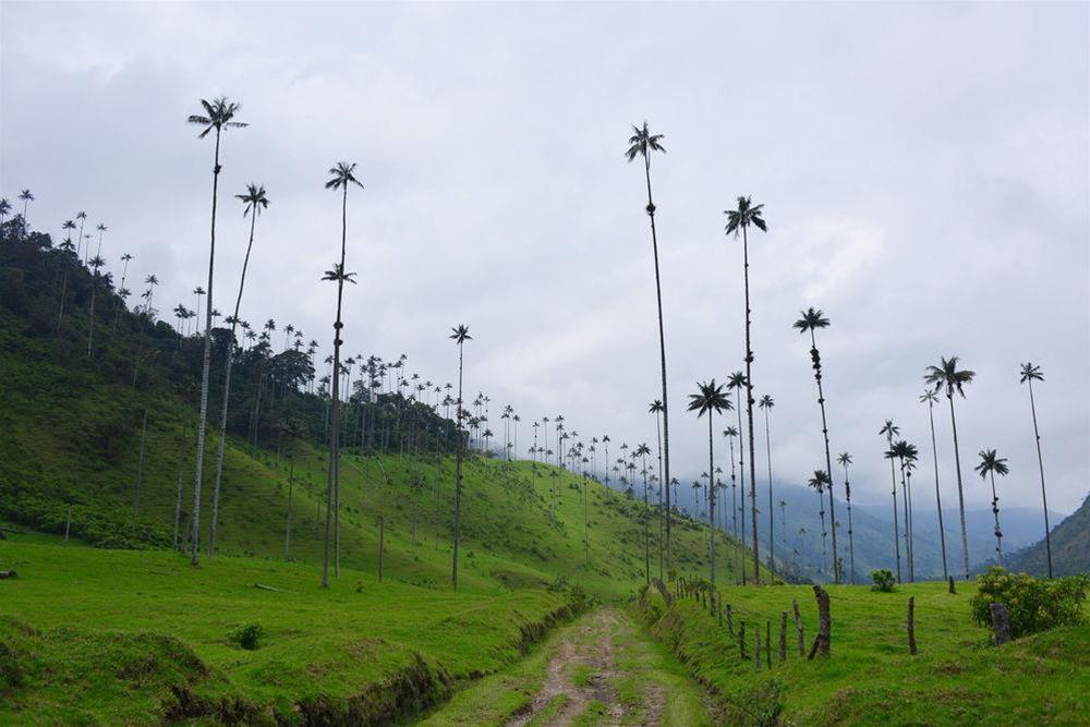 Hotel Boutique El Mirador Del Cocora