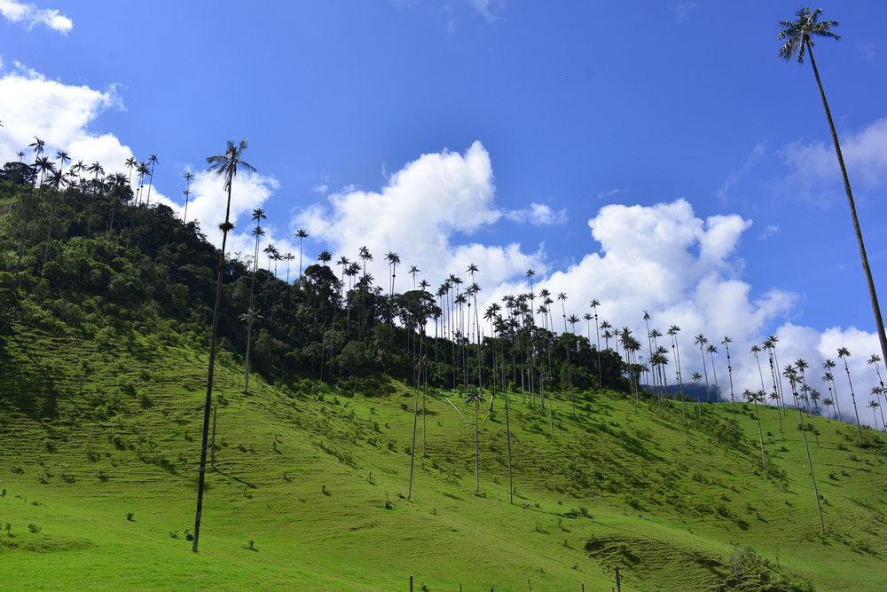 Hotel Boutique El Mirador Del Cocora