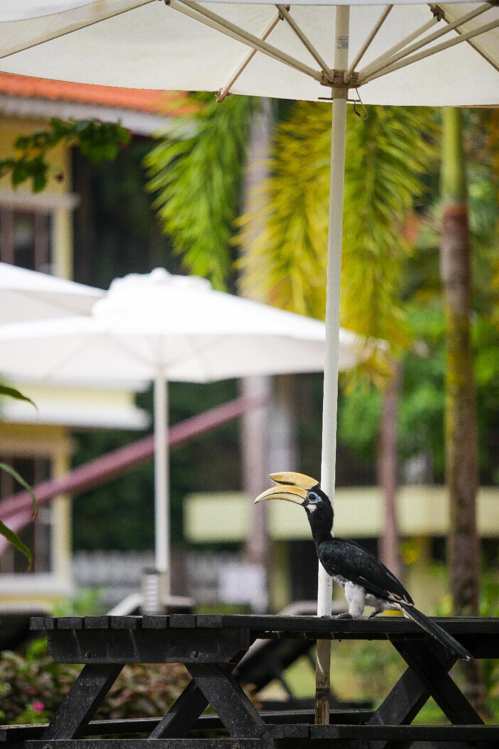 Anjungan Beach Resort And Spa