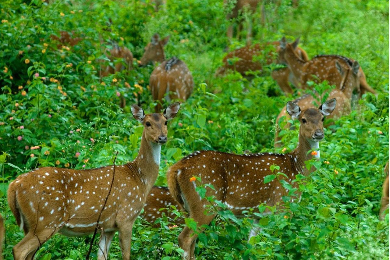 Vythiri Resort