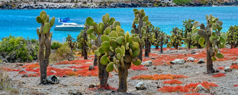 Cruceros por la isla Plaza Sur, Galápagos Cruceros por la isla Plaza Sur, Galápagos