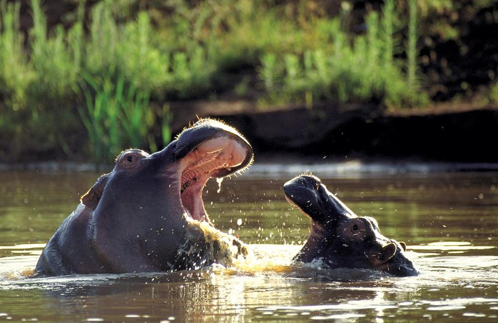 Kariega Game Reserve
