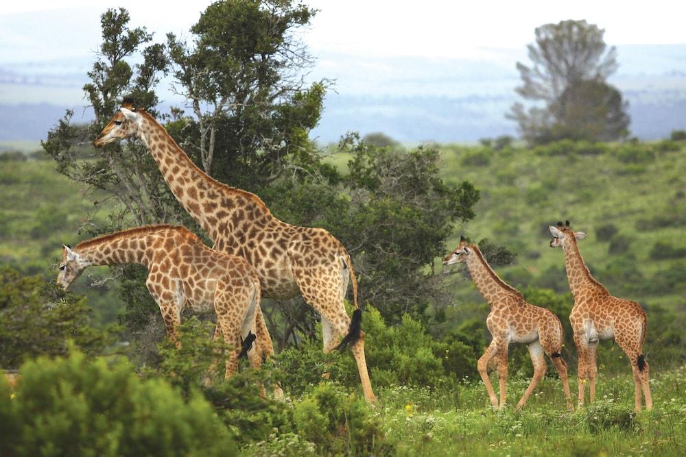 Kariega Game Reserve