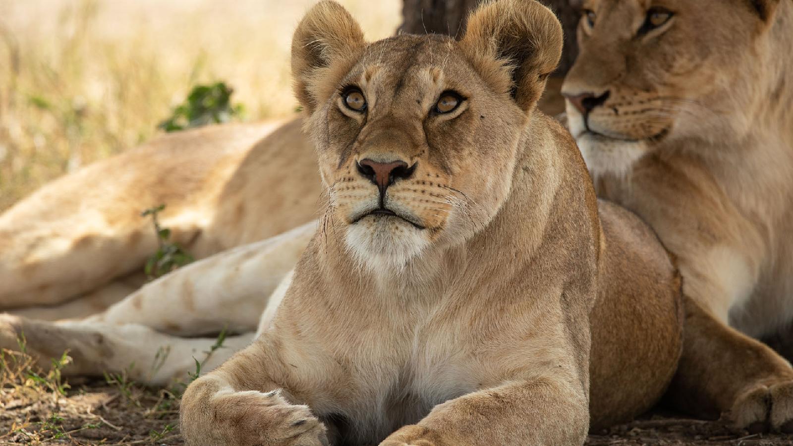 Serengeti Sopa Lodge