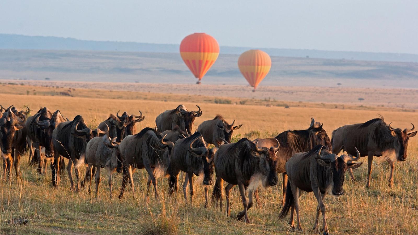 Serengeti Sopa Lodge