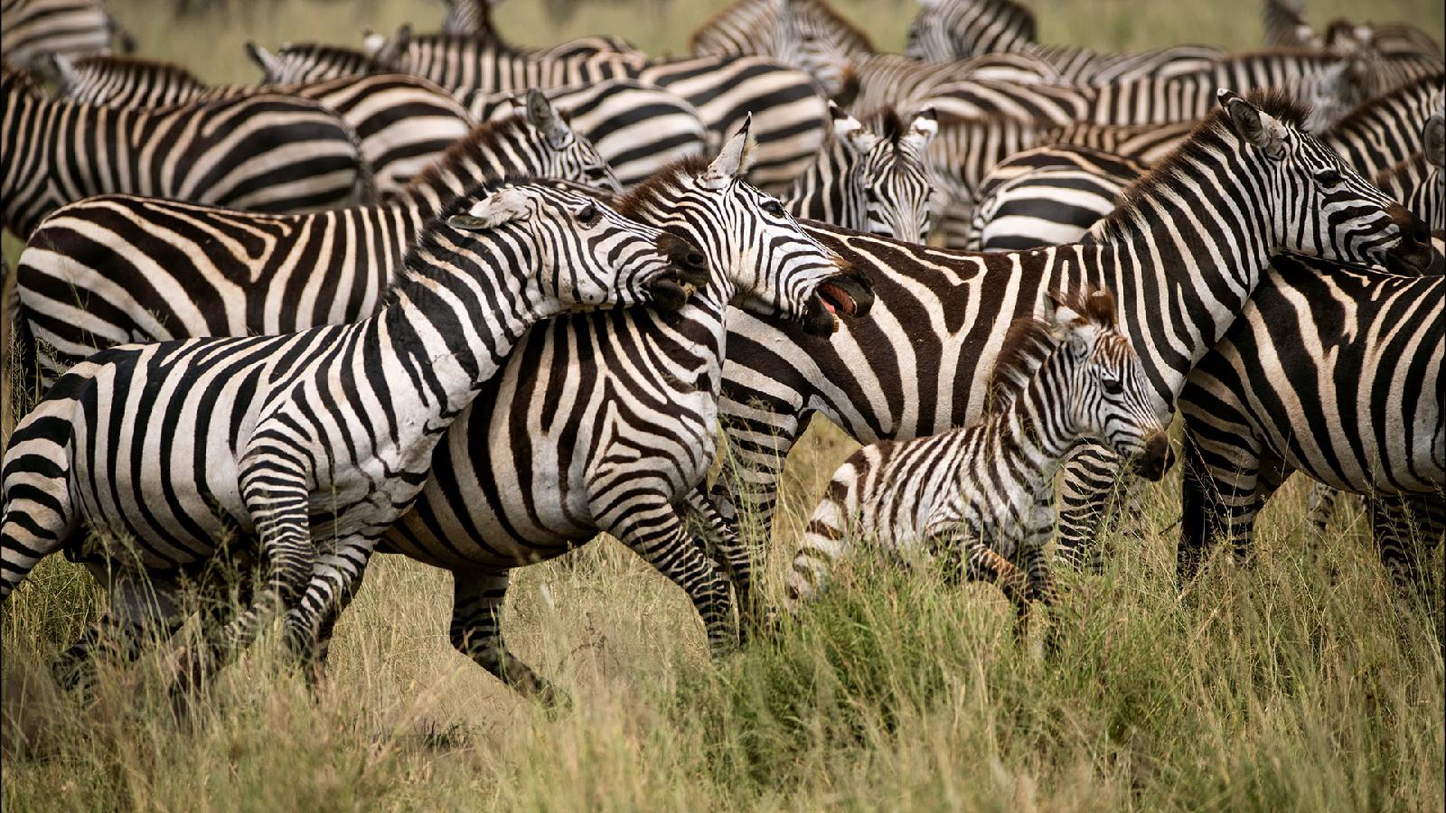 Serengeti Sopa Lodge