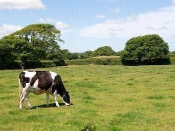 Dinas Farm