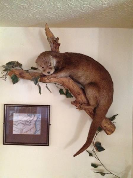 The Lazy Otter