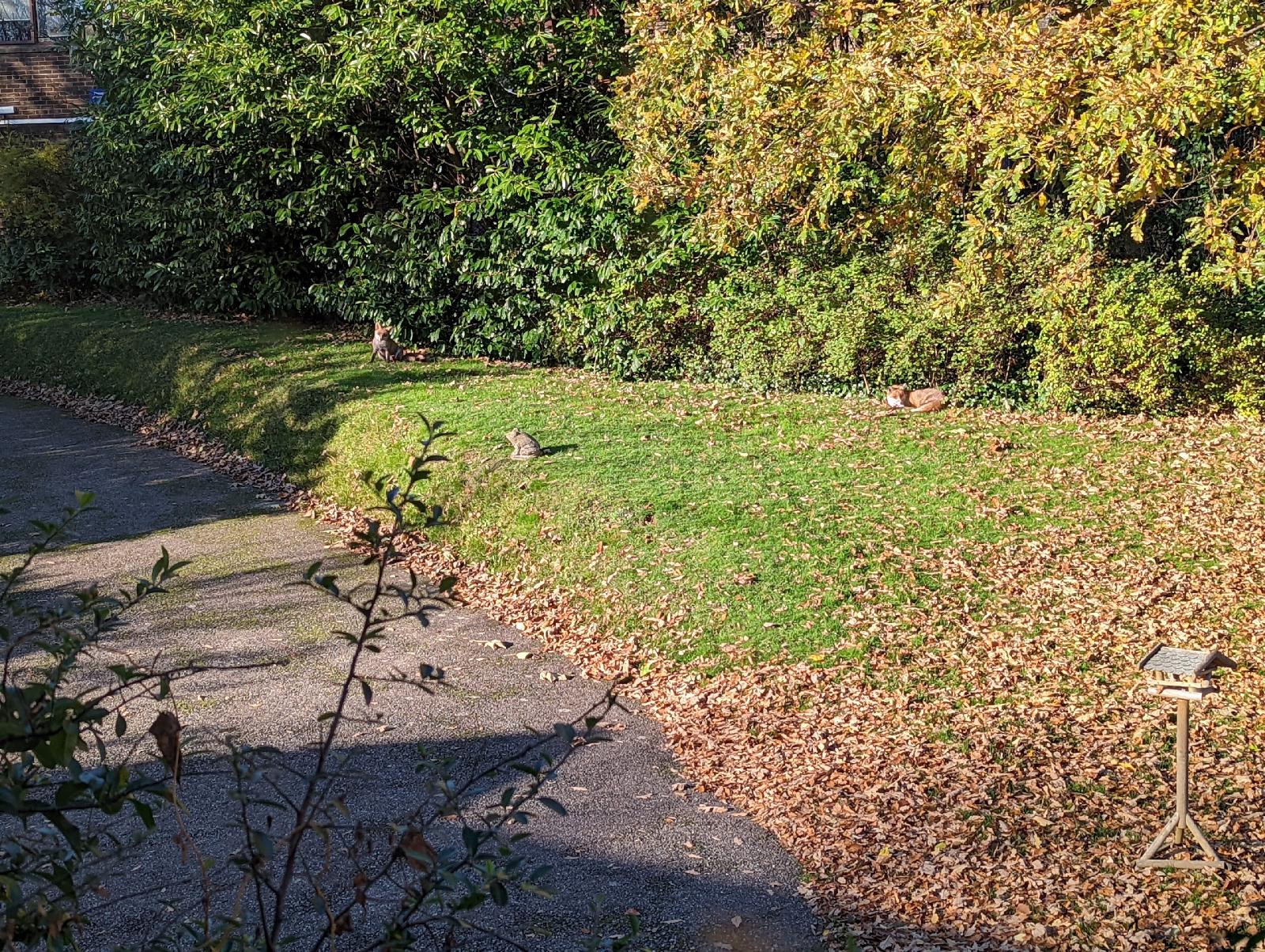 Summerfields House - B&B