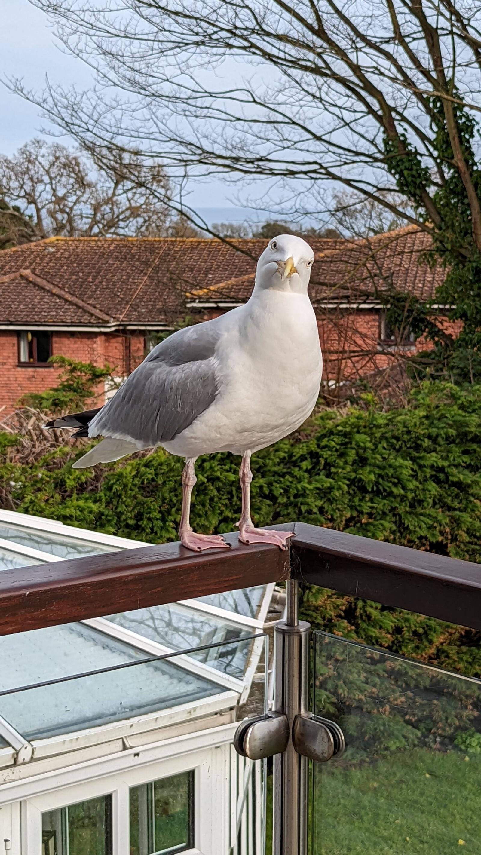 Summerfields House - B&B