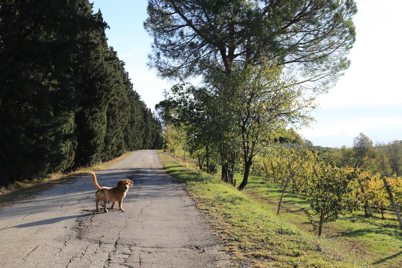 Agriturismo Campanacci