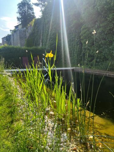 Gasthof Zum Goldenen Anker