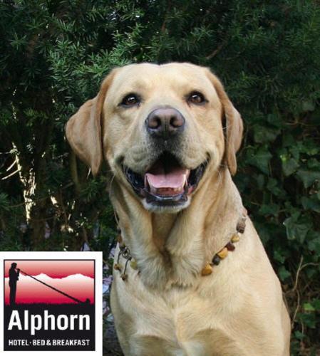 Alphorn