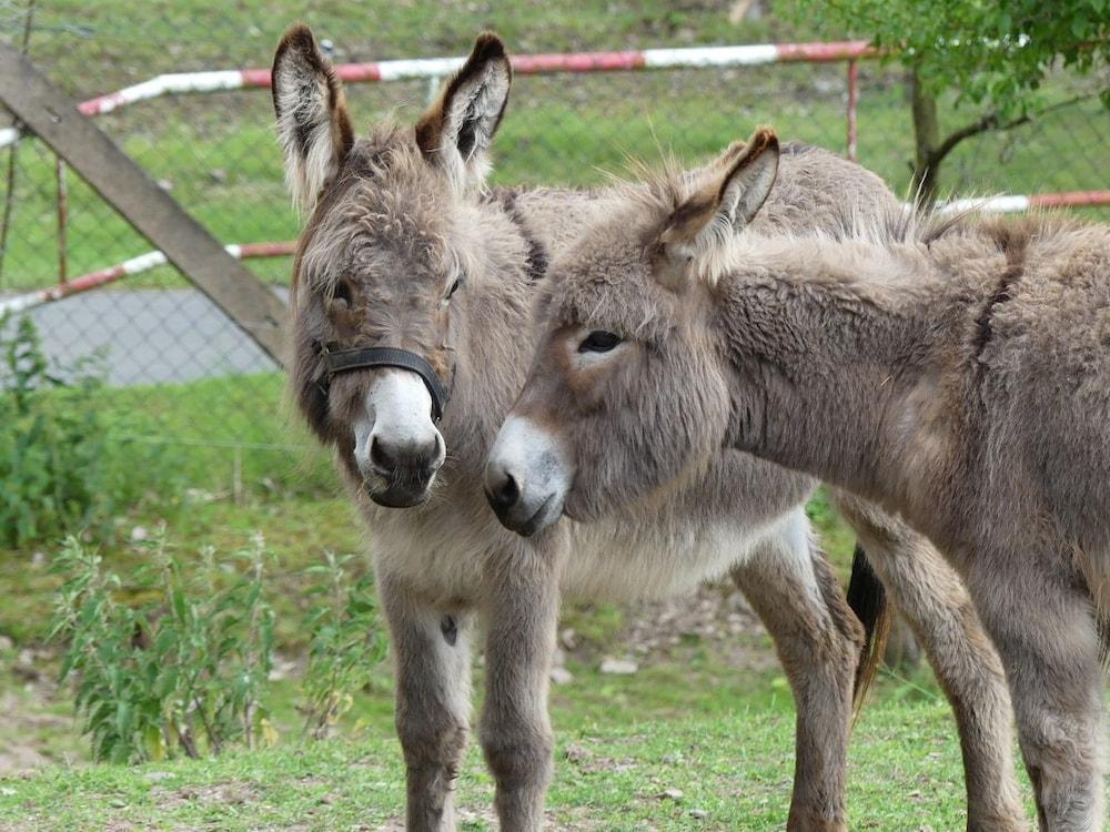 Ferienhotel Wolfsmuhle
