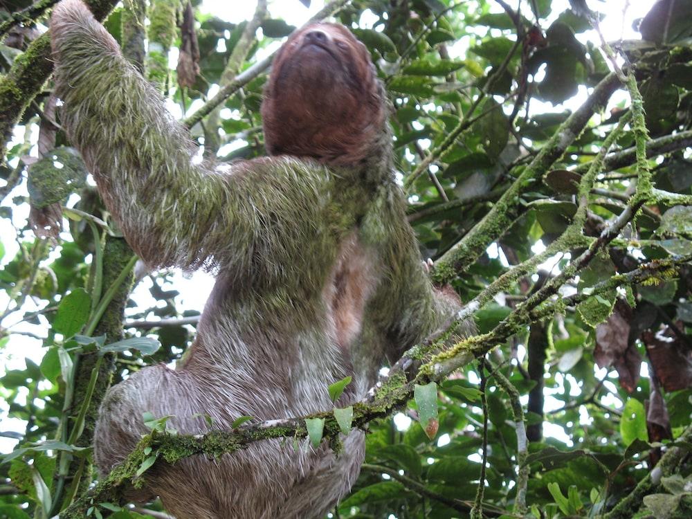 Cerro Chato Ecolodge