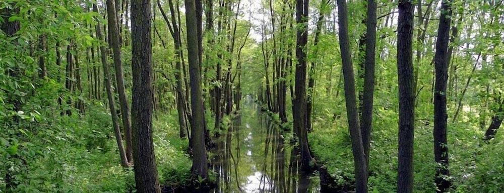 Märkischheide