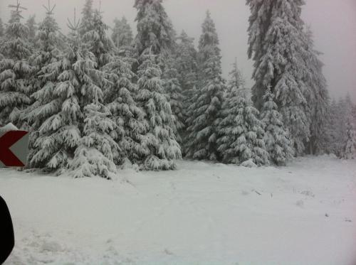 Am Wald