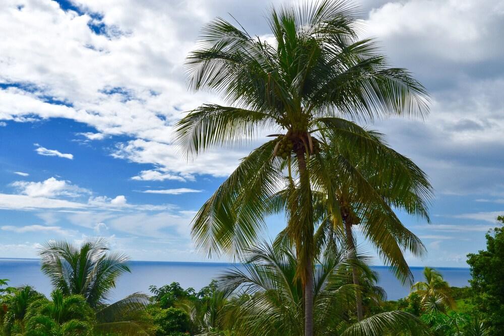 Paradis Tropical