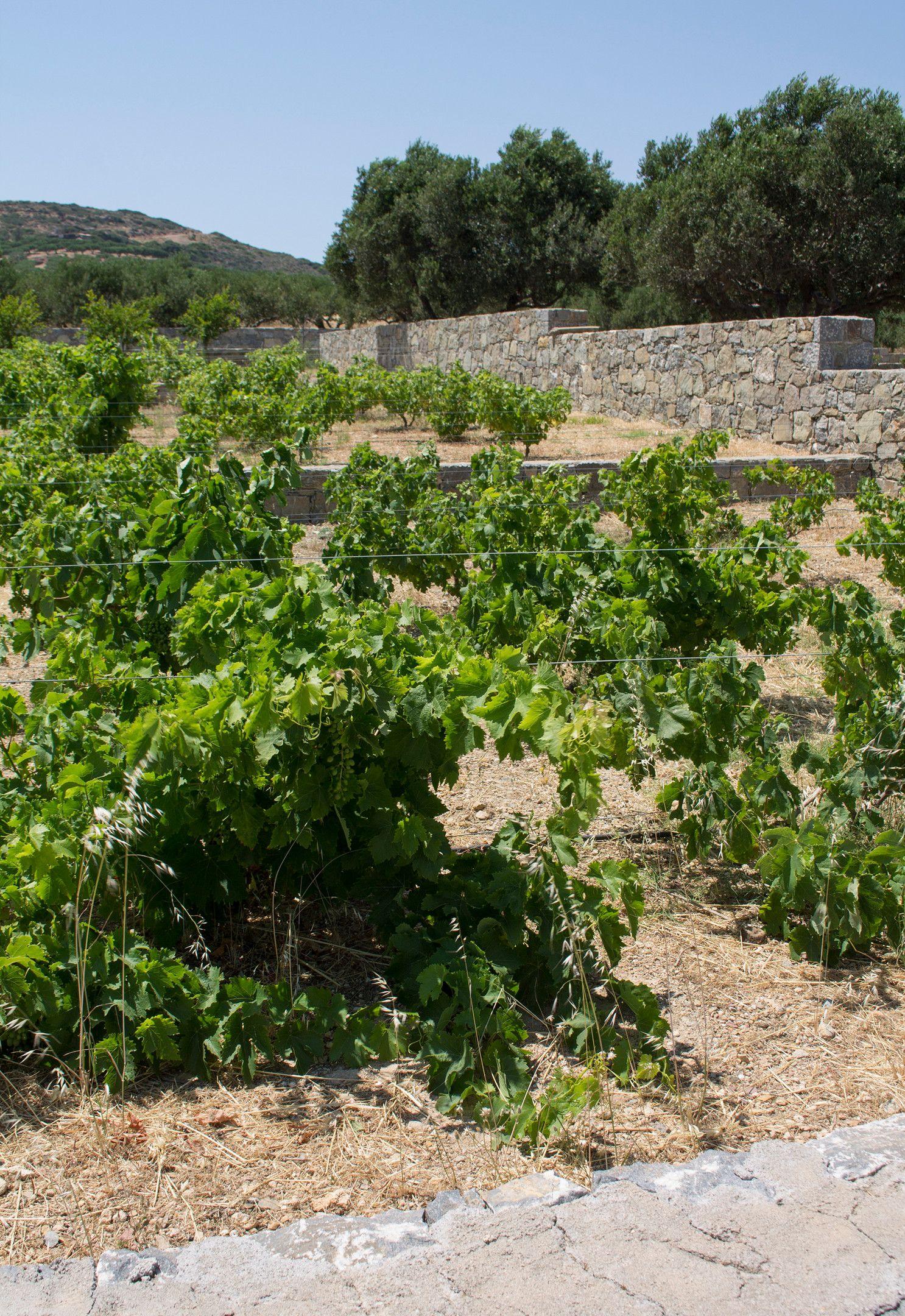 Esperides Stone Houses