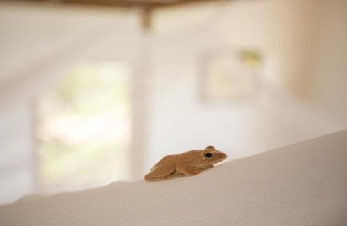 Champa Lodge