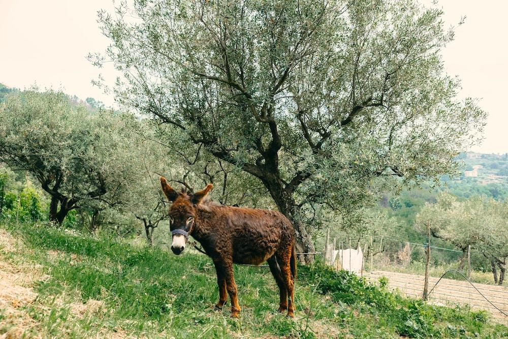 Country House Villa Nigro