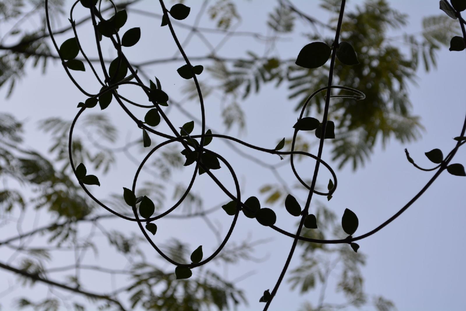 La Volpe e L'Uva