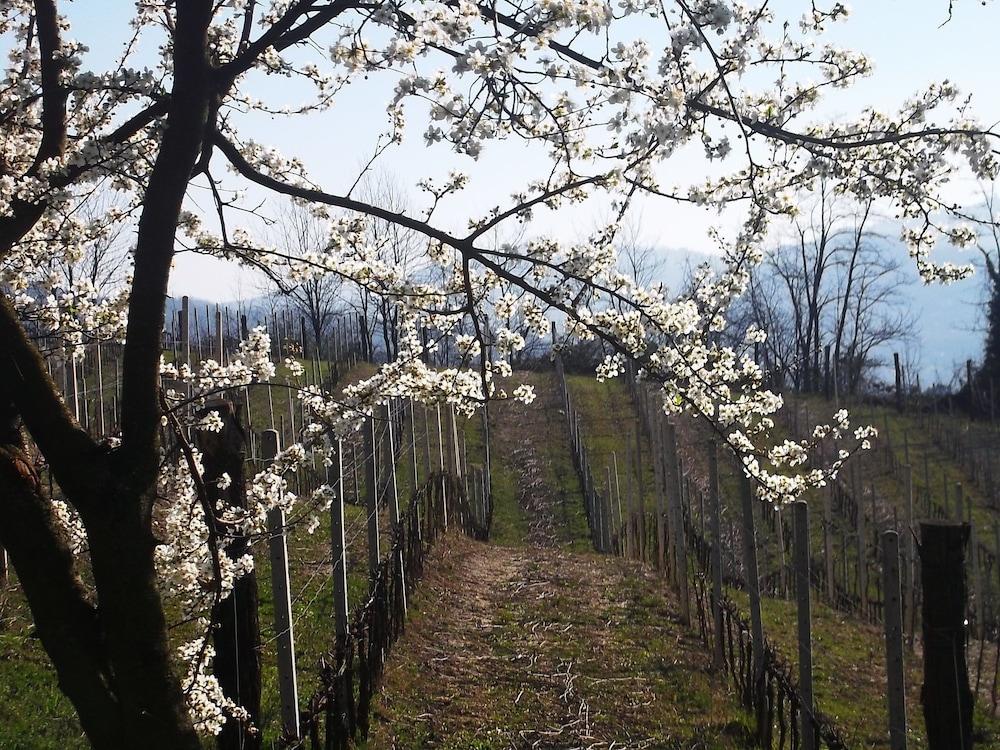 Podere Luciano