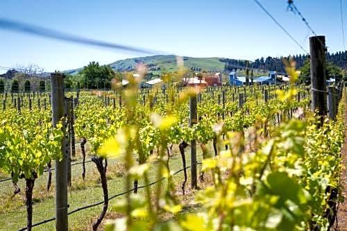 Margrain Vineyard Villas