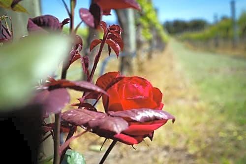 Margrain Vineyard Villas