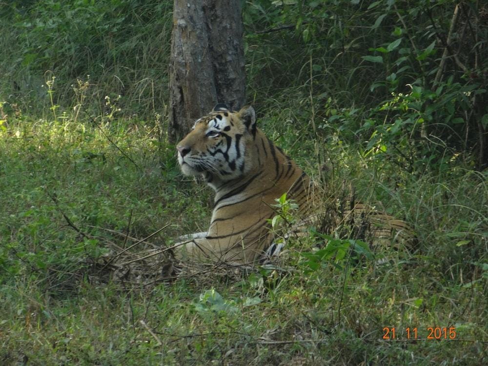 Windsor Tiger Resort