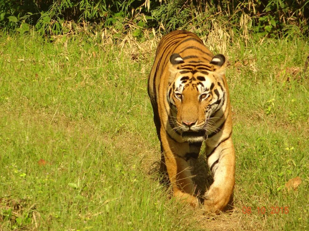 Windsor Tiger Resort