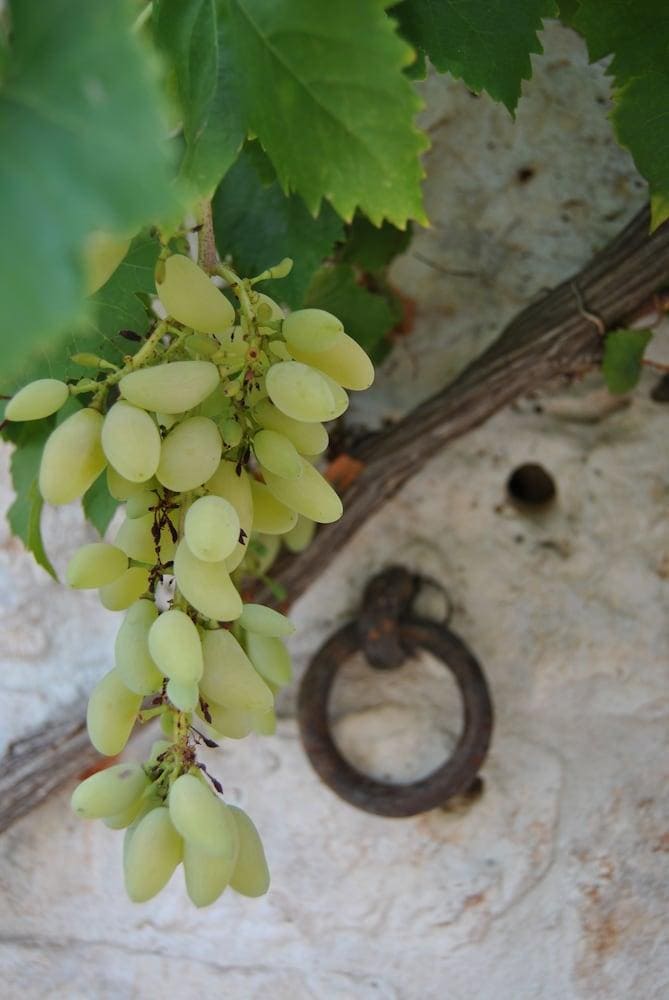 Trulli Gallo Rosso