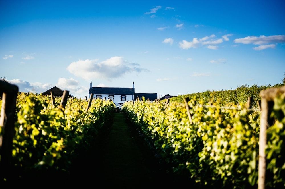 Llanerch Vineyard