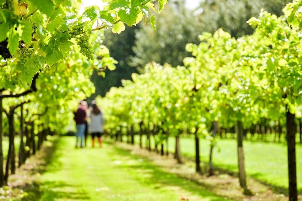 Llanerch Vineyard