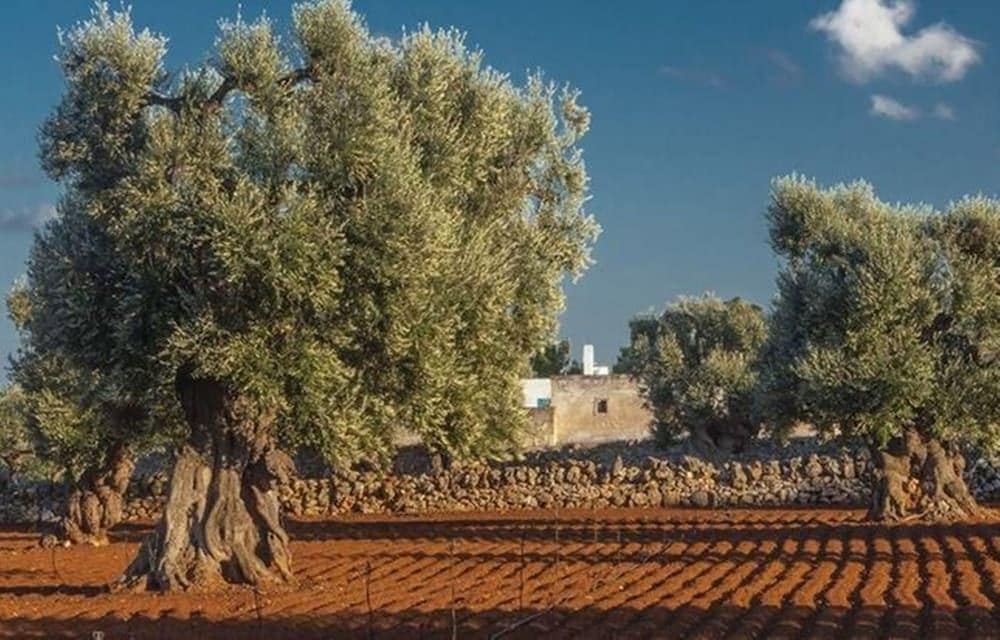 Masseria Fulcignano