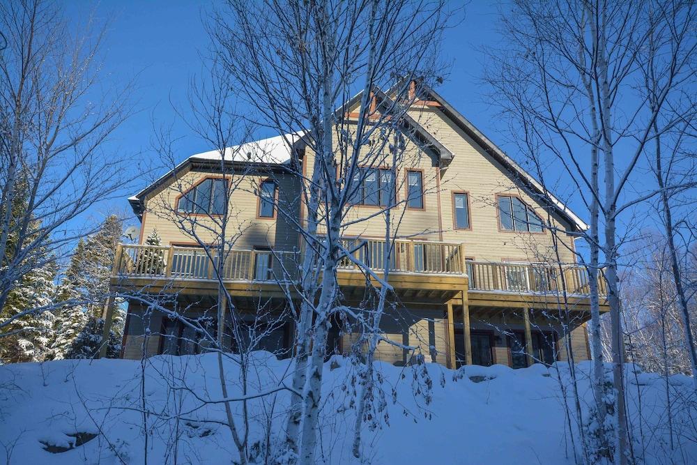 Harfang des Neiges