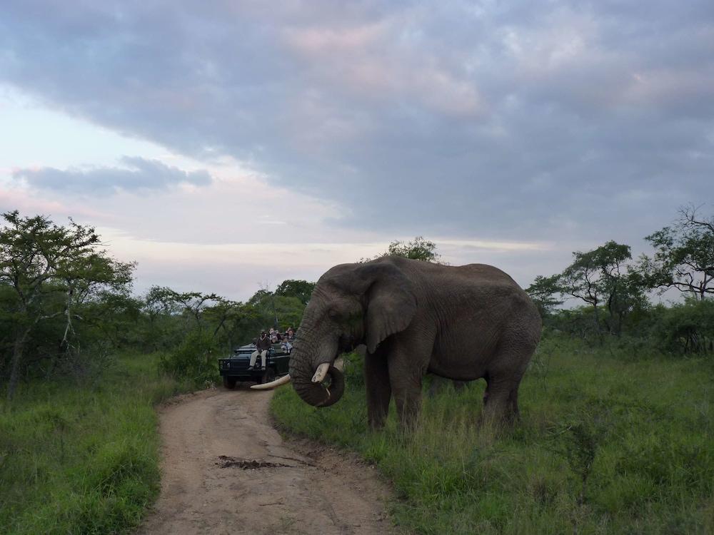 Thornybush Simbambilli Game Lodge