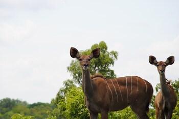 Chapungu Luxury Tented Camp