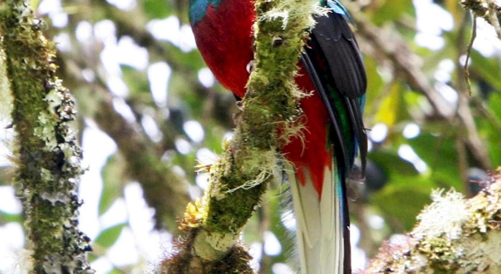 Mirador De Quetzales