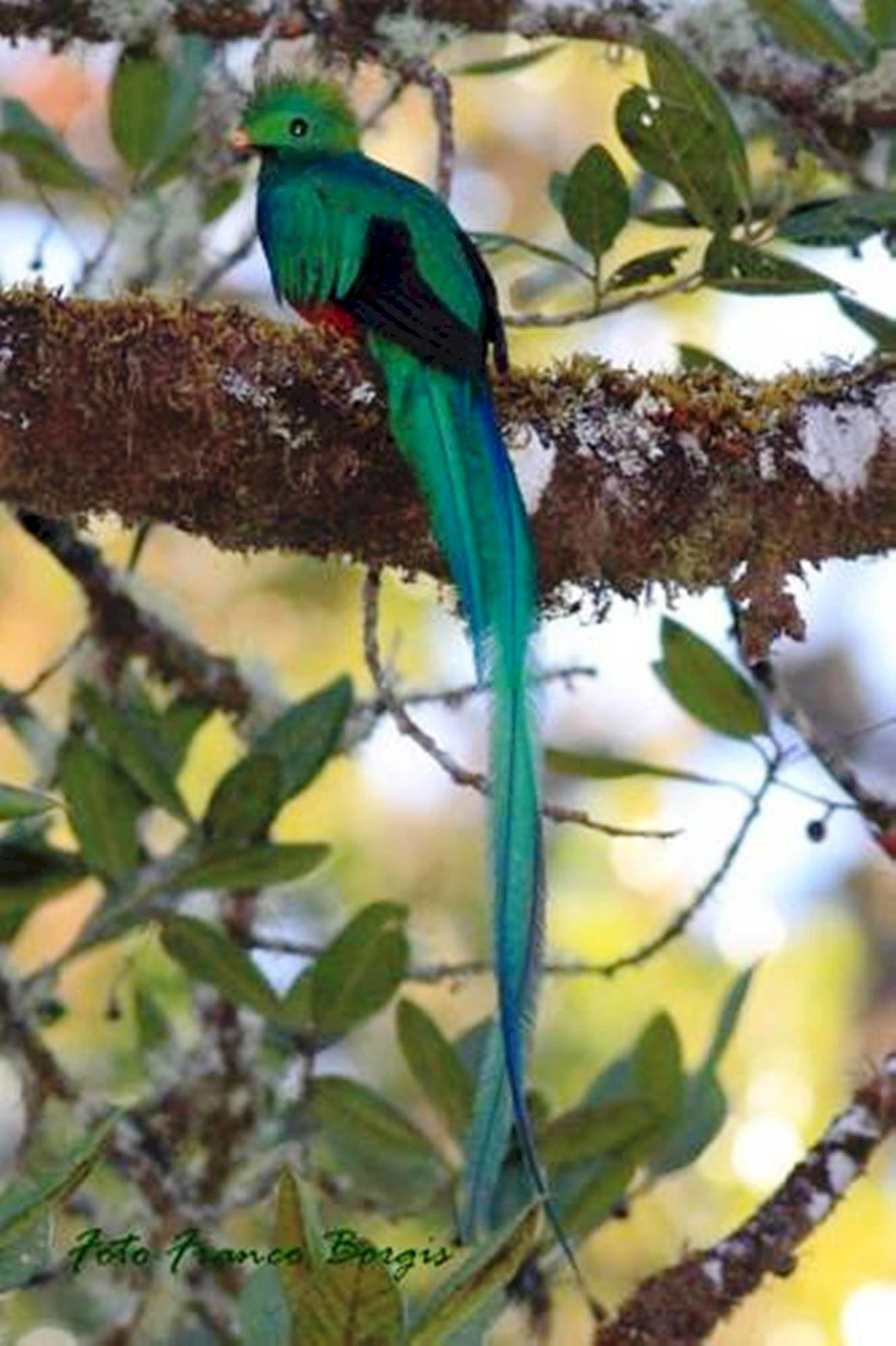Mirador De Quetzales
