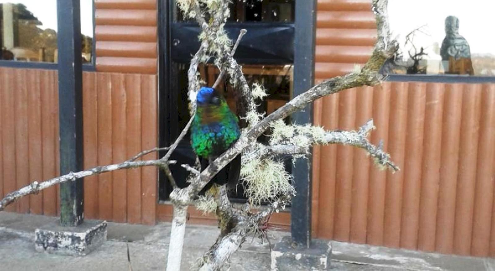 Mirador De Quetzales