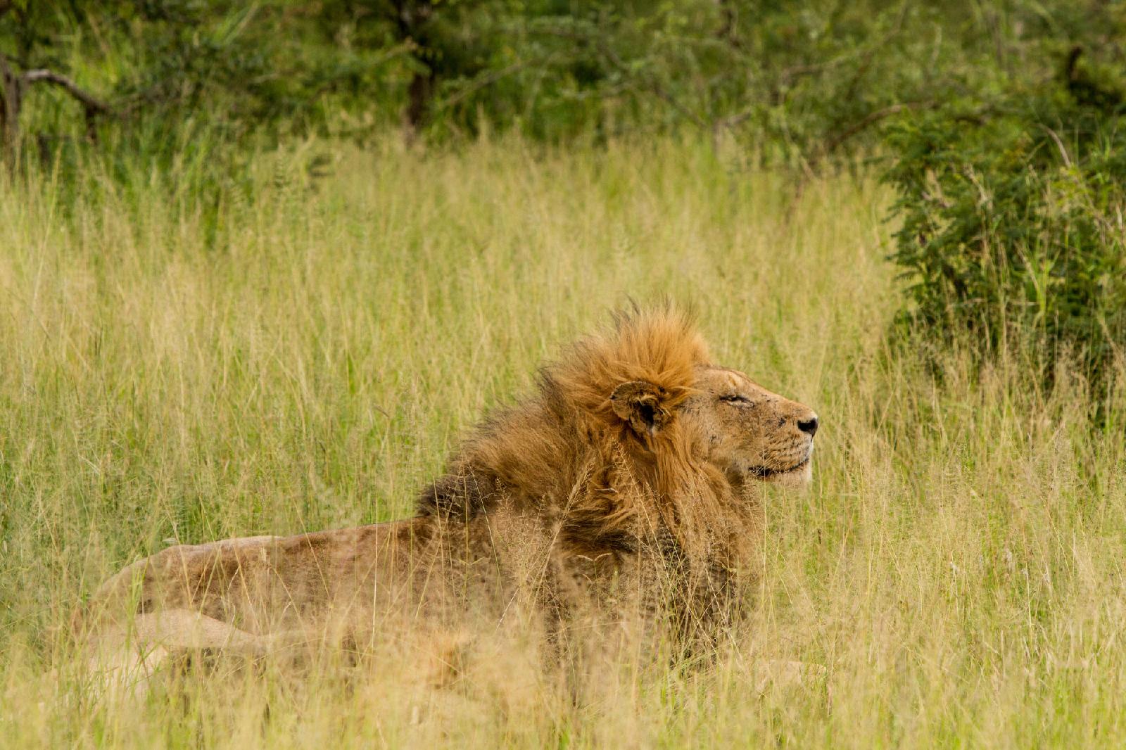 Tintswalo Safari Lodge & Manor House