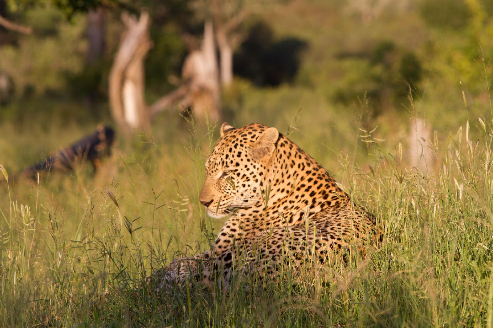 Tintswalo Safari Lodge & Manor House