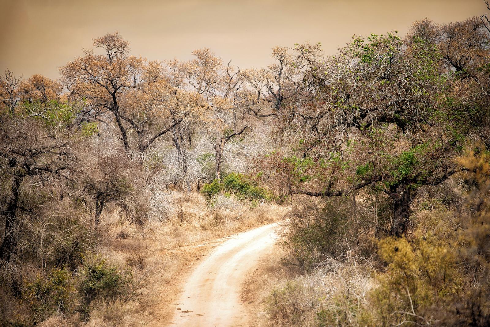 Plains Camp @ Rhino Walking Safaris