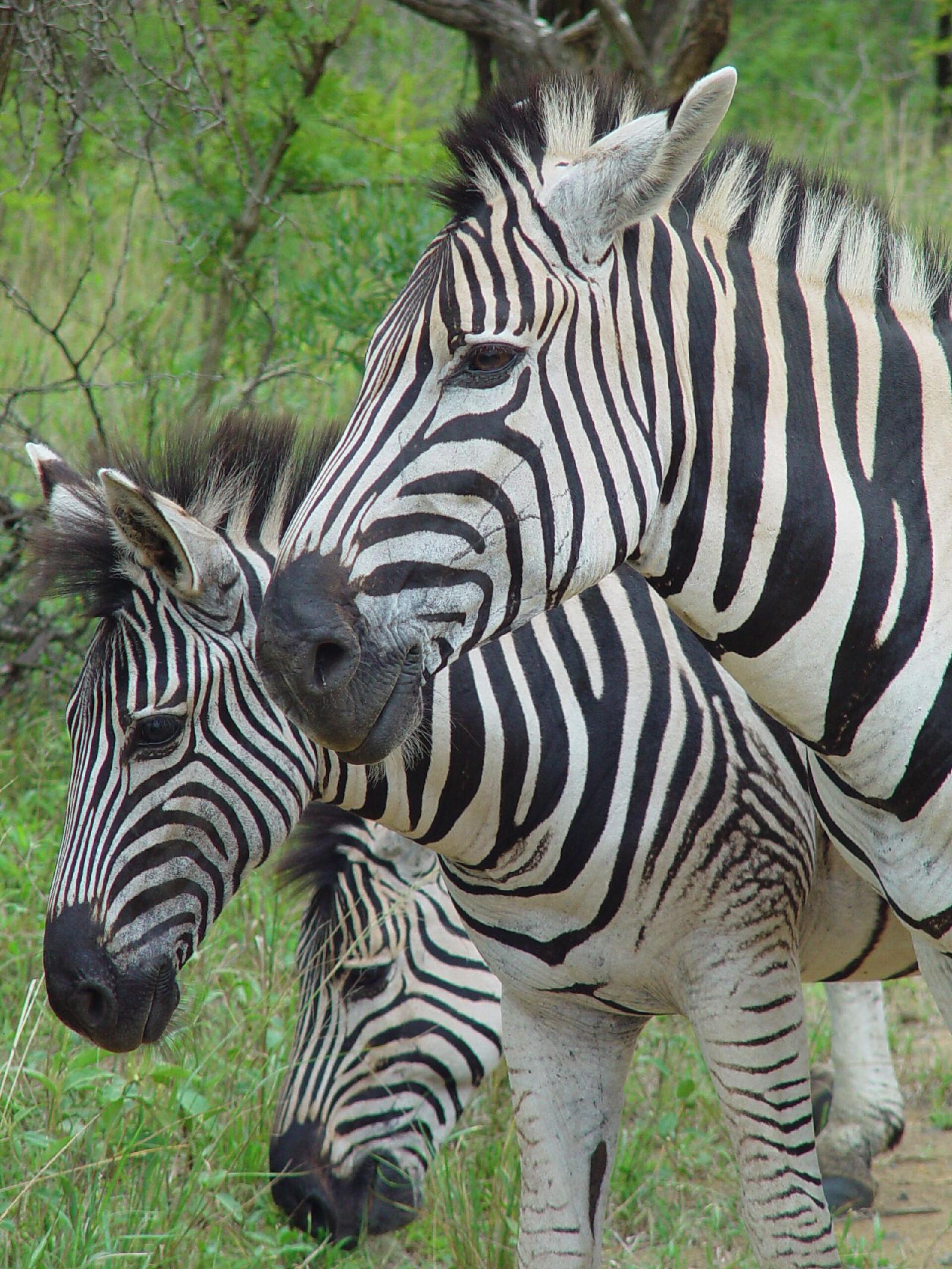 Plains Camp @ Rhino Walking Safaris
